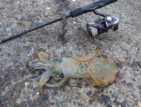 越前エギング、連発なしだがサイズ良し